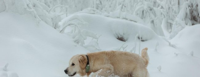 Hund liegt draußen im Schnee mit Tracker