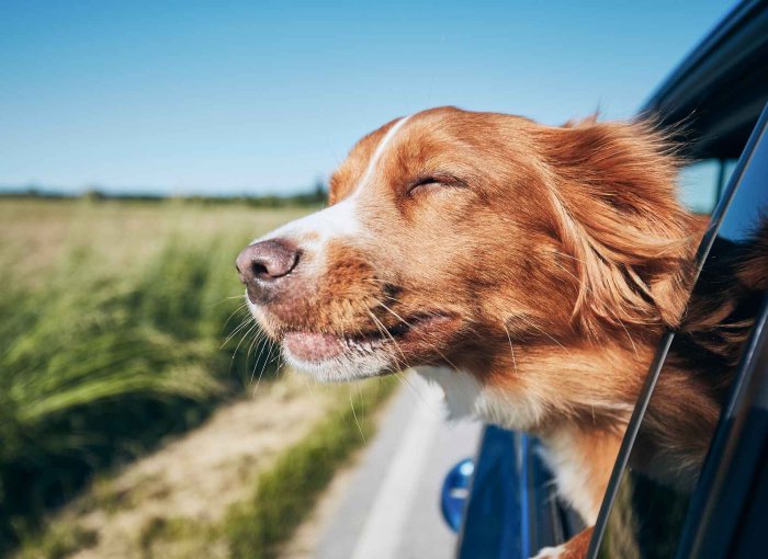 Bruine hond kijkt uit een autoraam