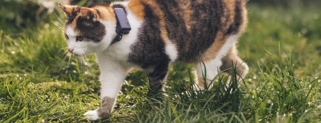 un chat calico portant un traceur pour chats marchant sur l'herbe à l'extérieur