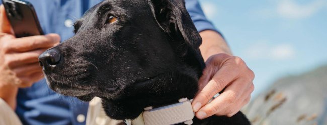 Cane nero che indossa un collare GPS Tractive all'aperto con un uomo che guarda il suo smartphone sullo sfondo