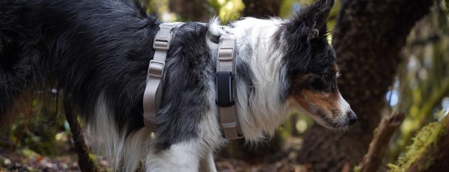 Hund med sele iført en GPS-tracker