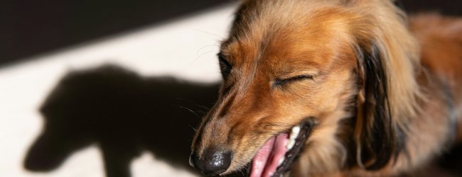 brun hund som hostar med sin skugga i bakgrunden