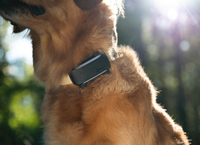 nærbillede af et brunt hundehalsbånd med en sort hunde åndedræts-, GPS- og sundhedsmonitor på det