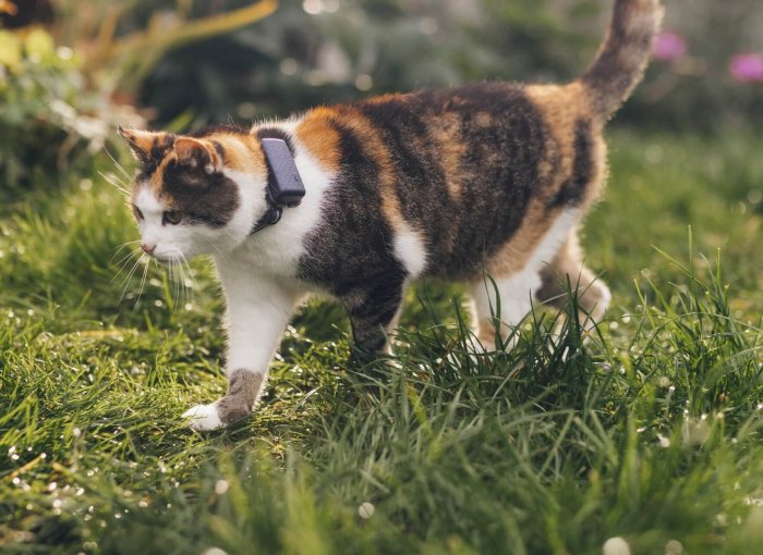 en calico-katt som bär en katt-tracker och går på gräs utomhus