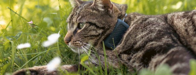 En katt som har på seg en Tractive GPS-sporer utendørs