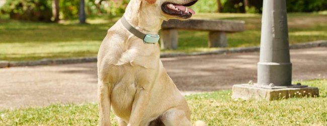 Un perro llevando un rastreador GPS y de salud Tractive