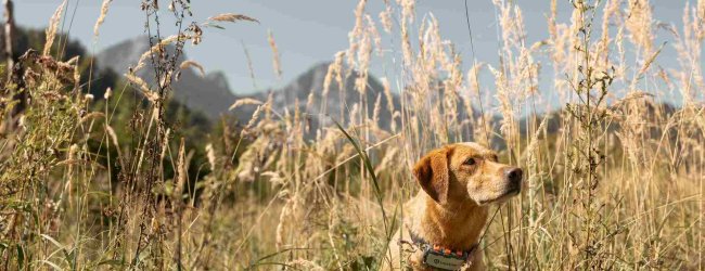 A dog wearing a Tractive GPS tracker