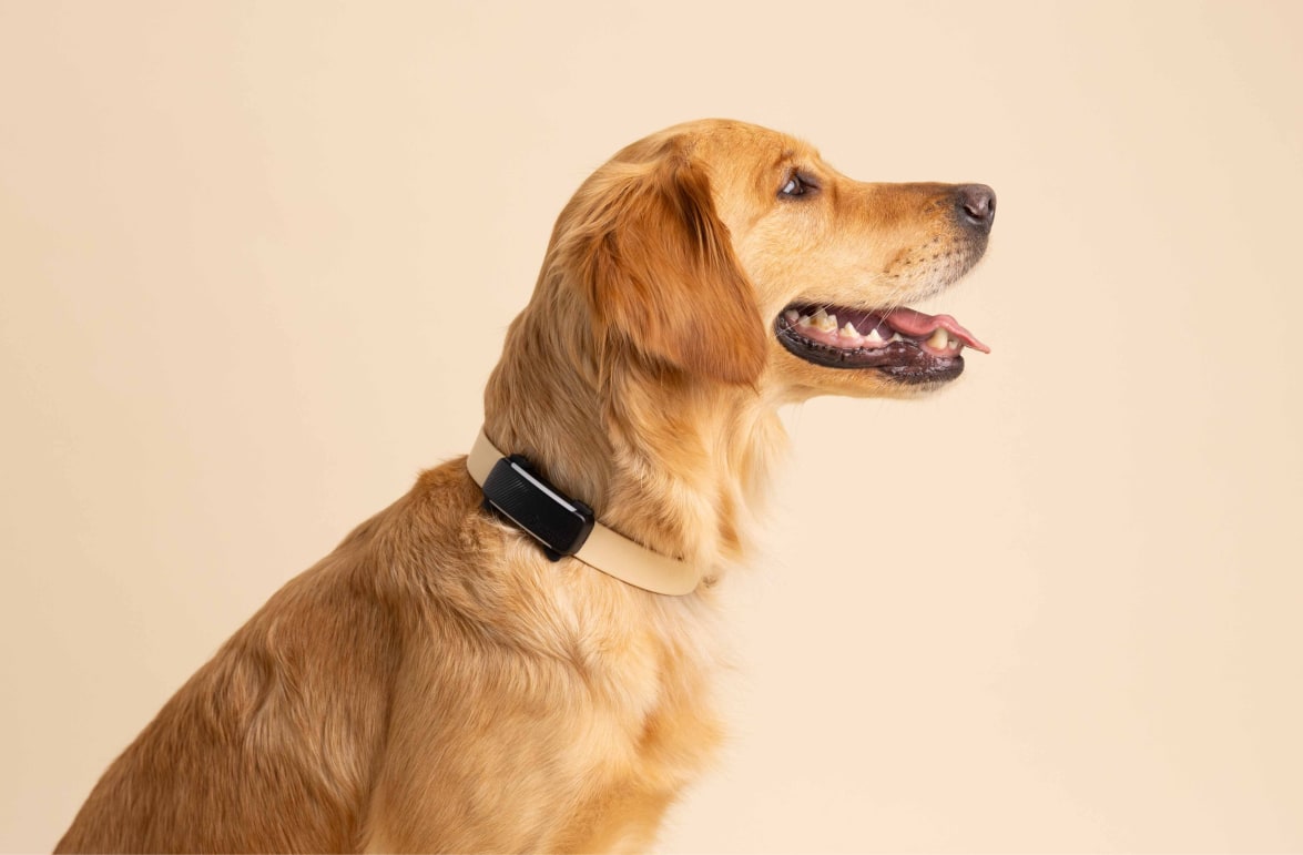 Dog on the beach with the Tractive DOG 6 (Black)