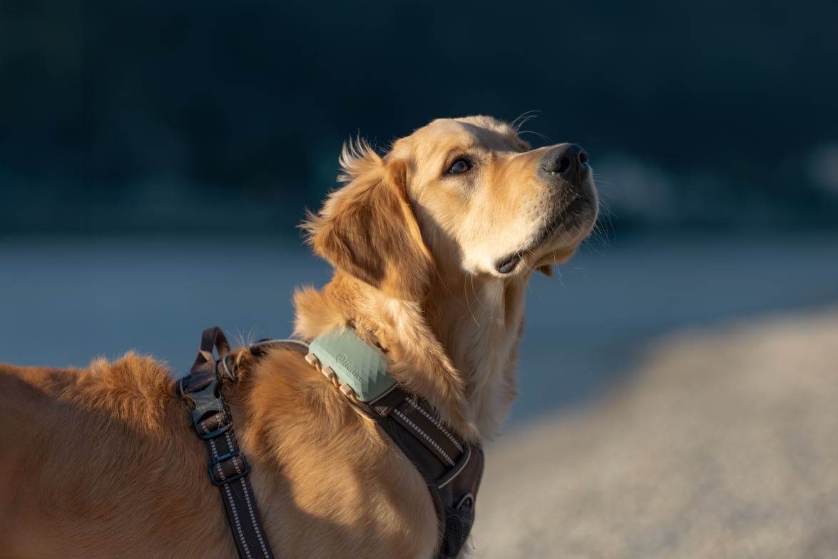 Close-up view of new Tractive DOG XL