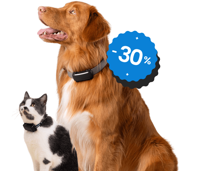 Cat and Dog