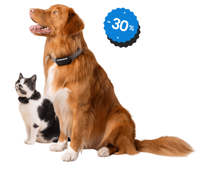 Cat and Dog